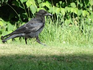 Crow juvenile